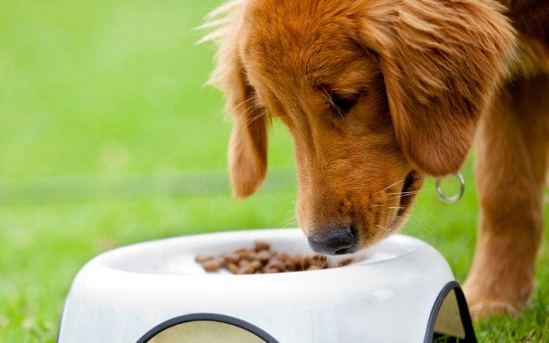 Dog diet and nutrition The truth about Rice Corn Oats and Wheat