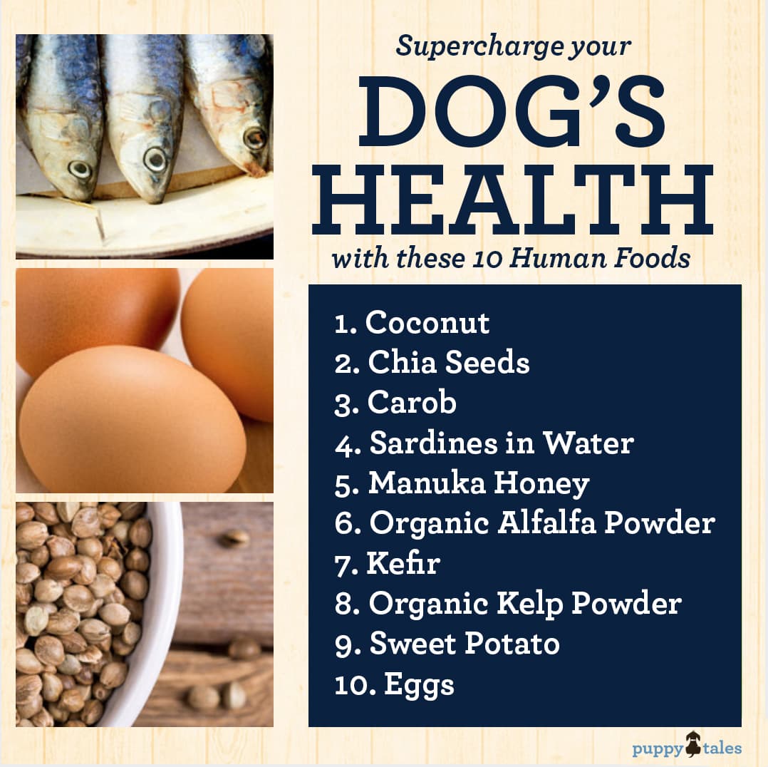 High fiber human foods for outlet dogs