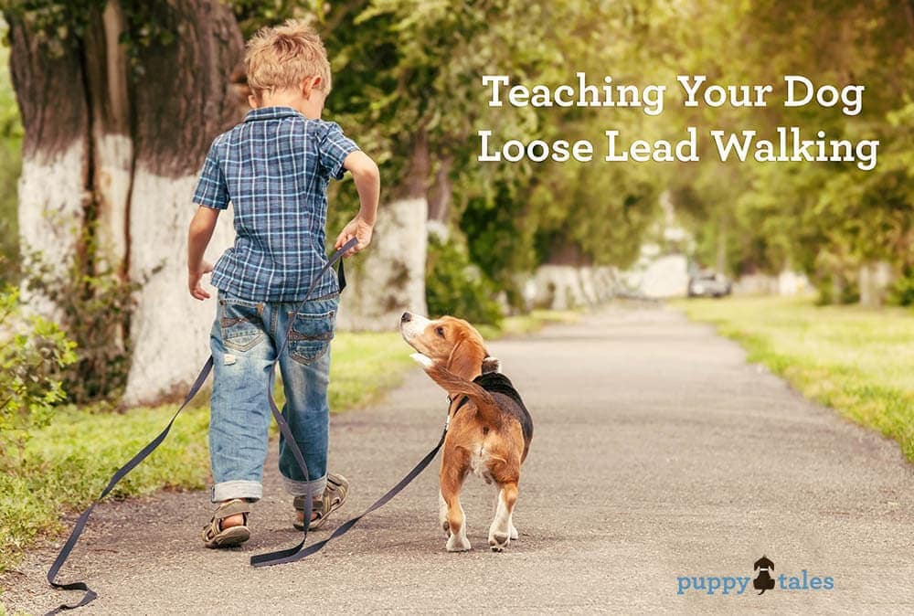 Walking the Walk Teach your Dog to Walk on a Loose Lead Puppy Tales