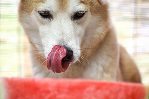 Treats to clearance cool dogs down