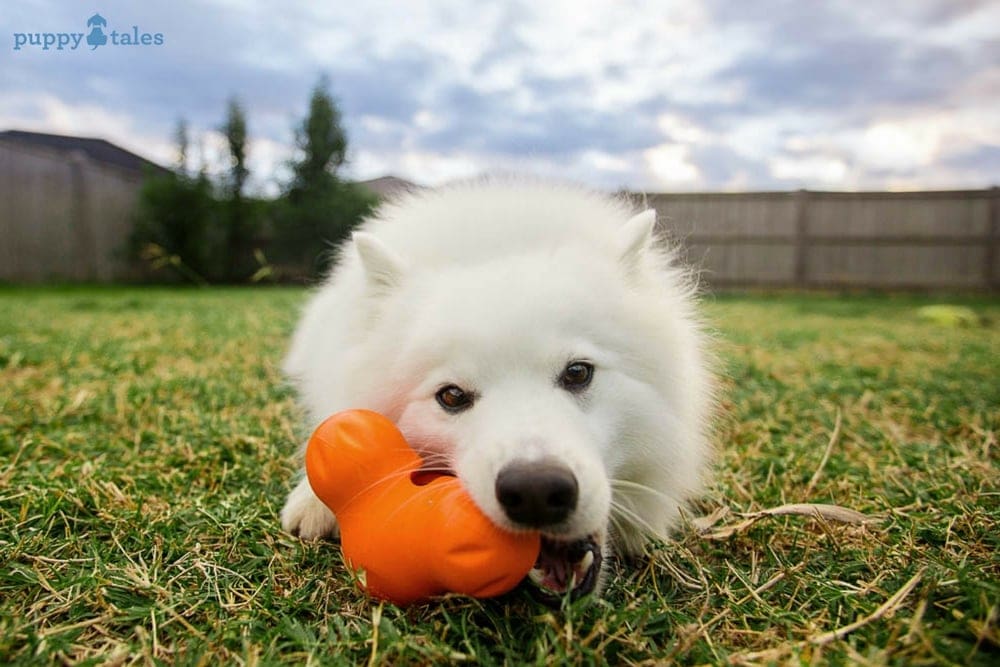 9 Tough Toys for your Dog Puppy Tales