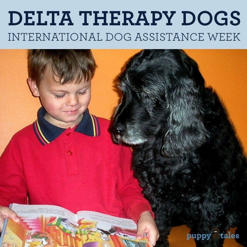 Delta store assistance dogs