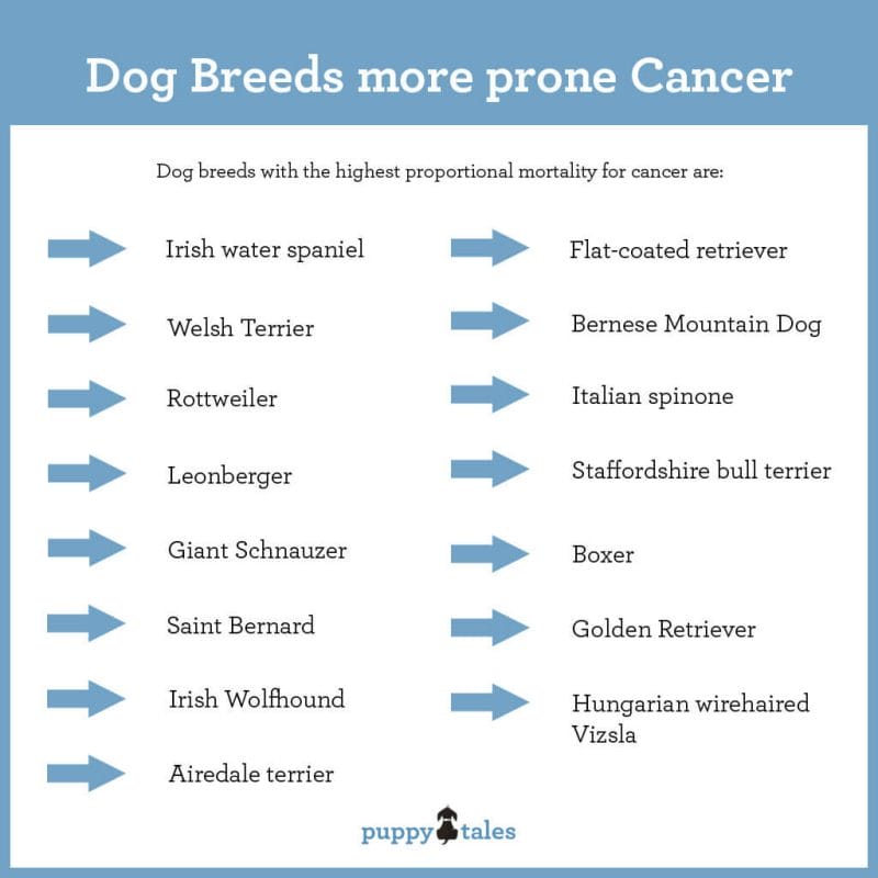 Canine Cancer – Information for dog owners - Puppy Tales