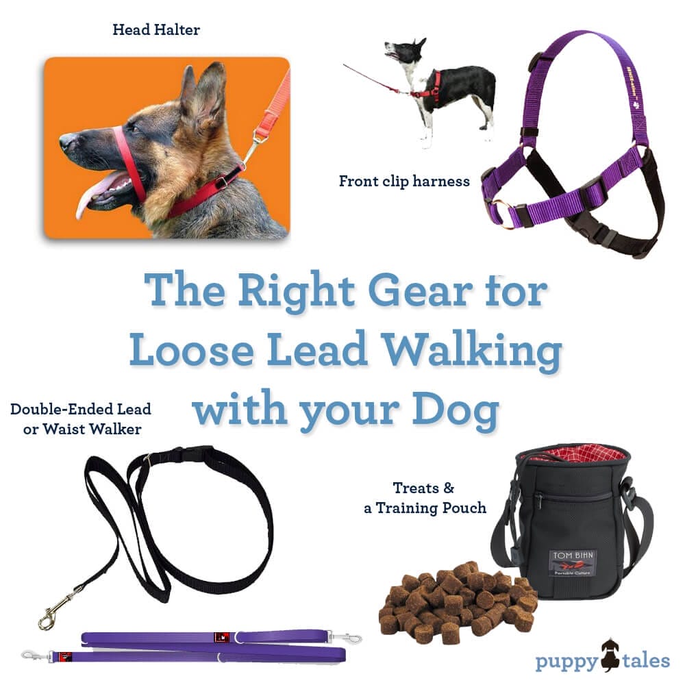 Loose lead dog training best sale