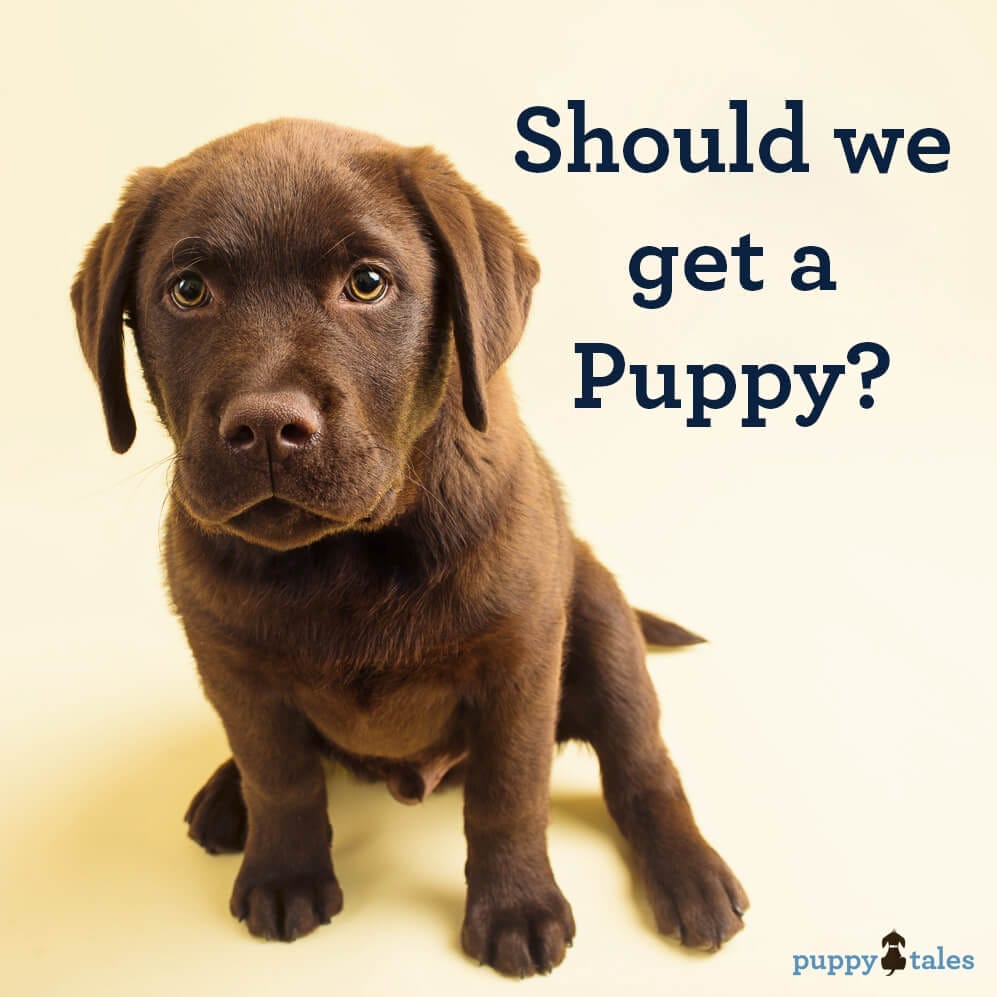 Is A Bulldog Puppy Right For You Find Out Before You Buy - swv5dfg