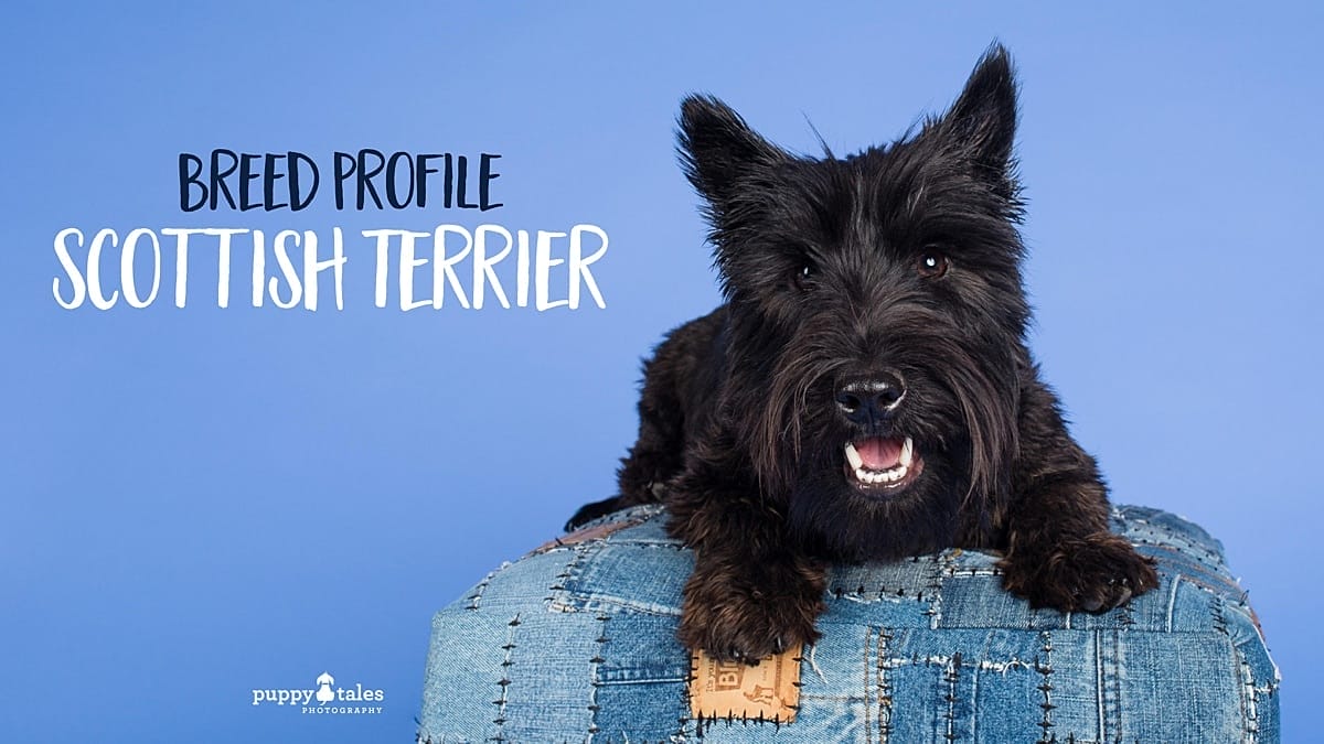 PuppyTales Breed Profile Scottish Terrier Title Graphic ?lossy=1&ssl=1