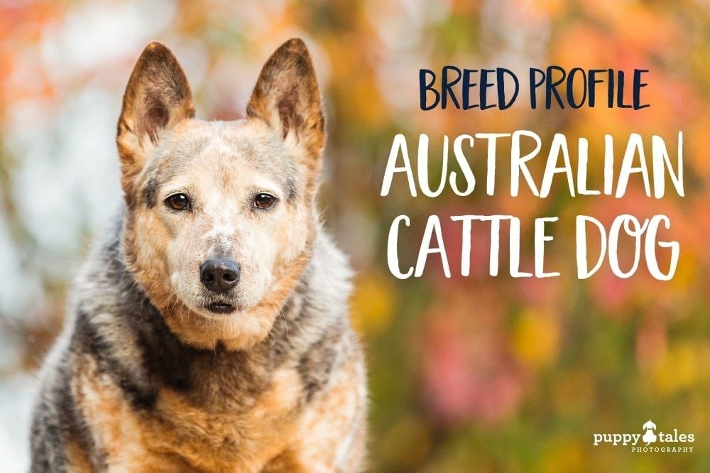 Australian Cattle Dog ~ Breed Profile - Puppy Tales