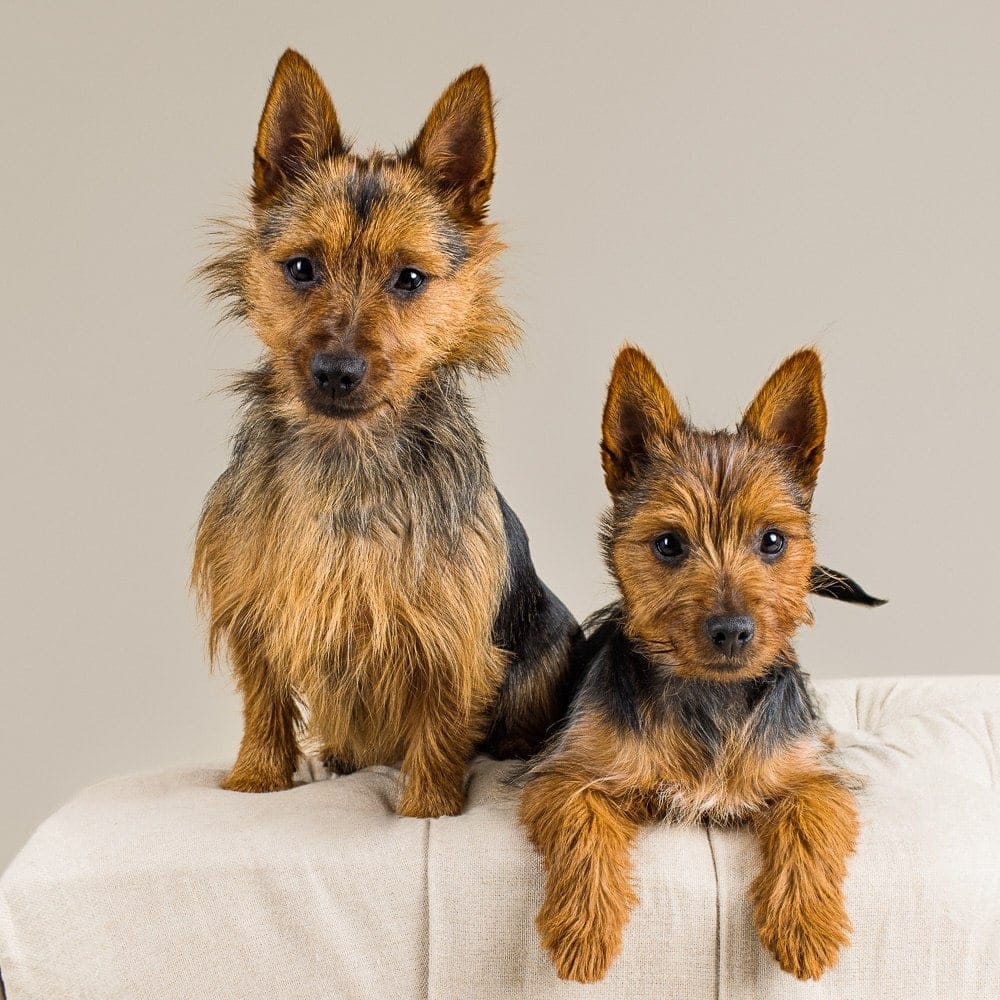 Riley & Ellie | Australian Terrier Studio Session